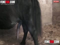 A woman attempts to insert the black cock of a horse into her juicy vagina.